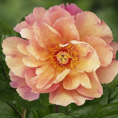 paeonia-itoh-enduring-rainbow (1)